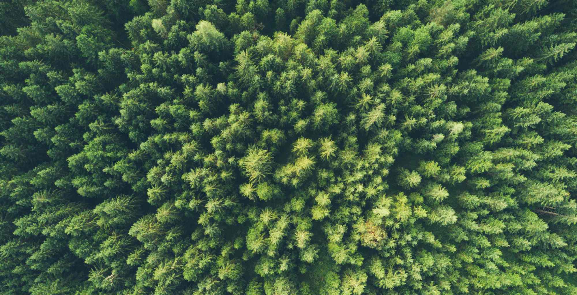 5 ways the IoT is helping the Environment